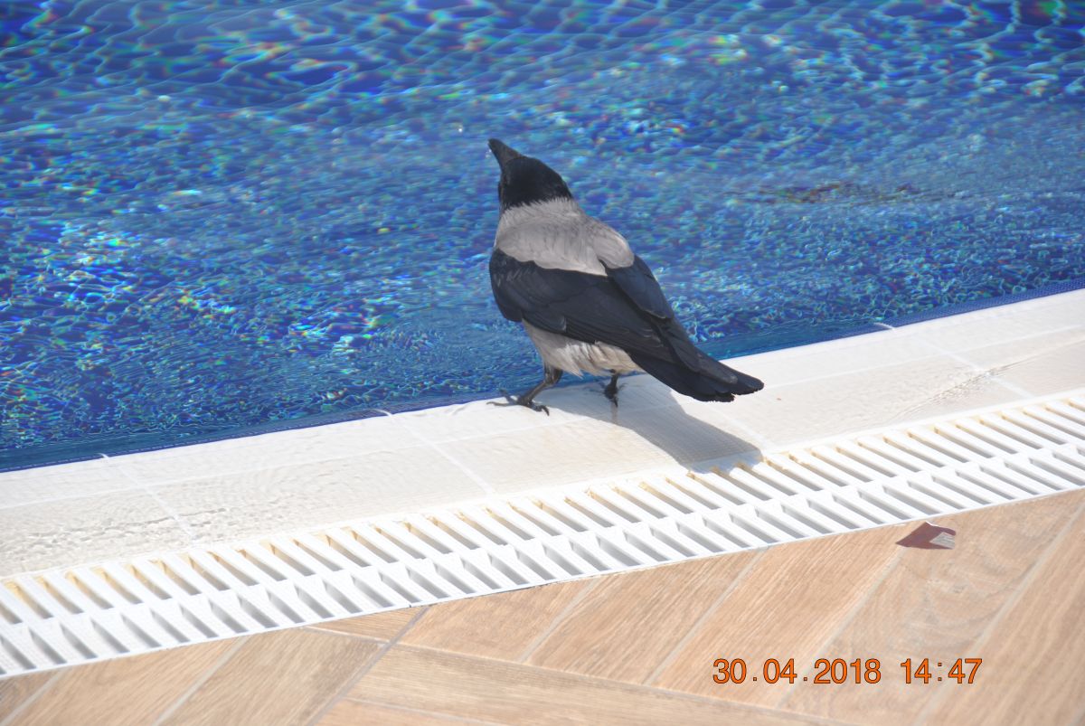 imagini hotel ARCANUS RESORT